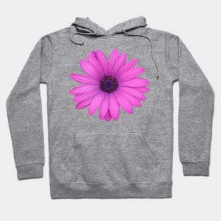 Pink Petals African Daisy Isolated Hoodie